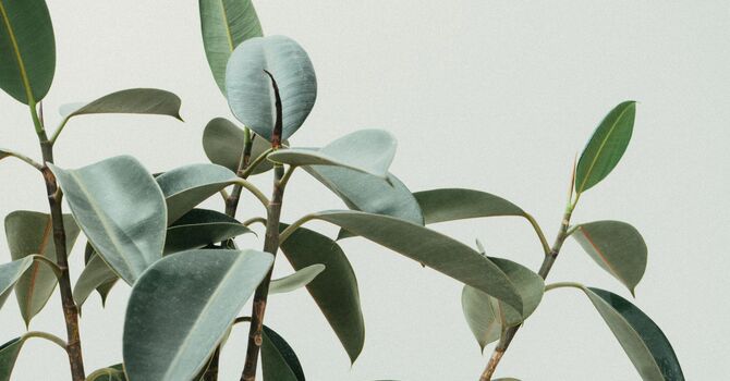 Skin Boosters- Hyaluronic Acid